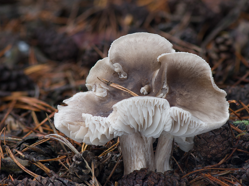 Tricholoma sudum